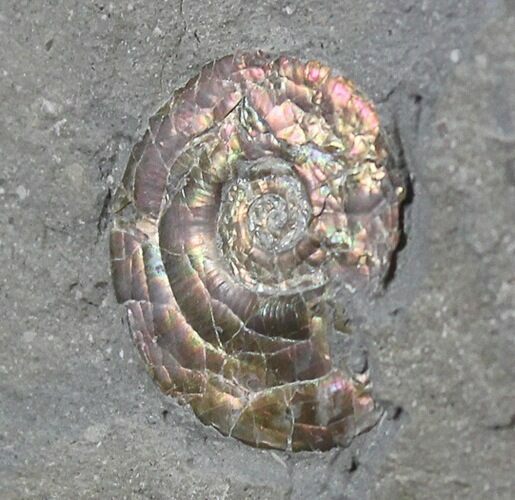 Brilliant Psiloceras Ammonite - England #25804
